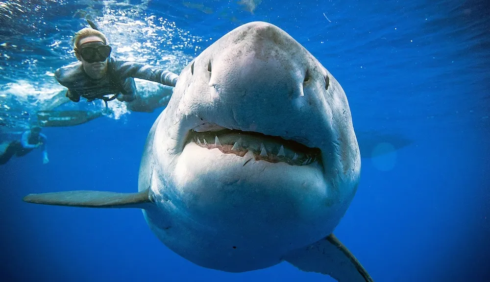 Ocean Ramsey